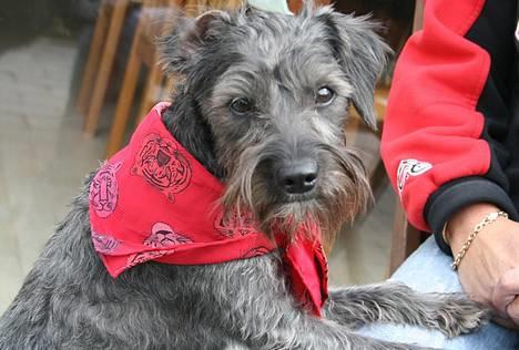 Blanding af racer Rikie billede 1