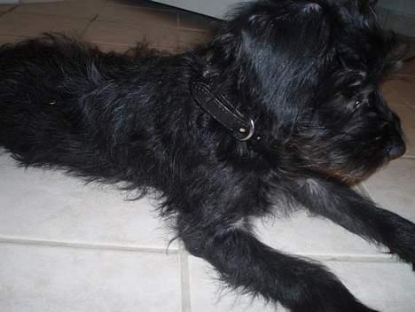 Blanding af racer Rikie - Som helt lille hvalp. billede 2