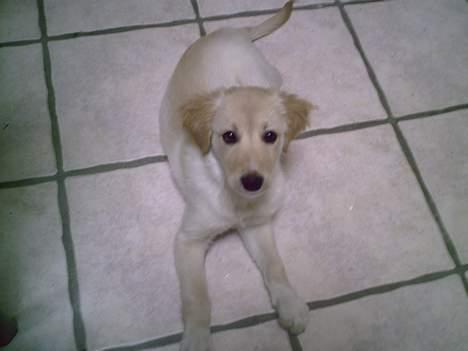 Golden retriever Bianca billede 4