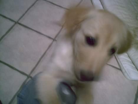 Golden retriever Bianca billede 5