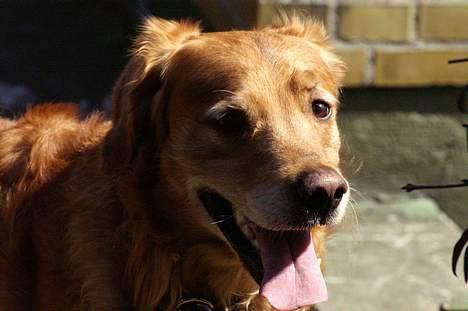 Golden retriever Rollo - Velkommen til min lille hunds profil. <3 billede 1