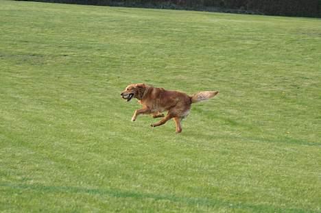 Golden retriever Rollo - Yiiha, fart over feltet. Rollos yndlingstid når han er ude på tur med min far. Han får bare lov til at spurte afsted. (: Det er såå skægt at se på. d; billede 2