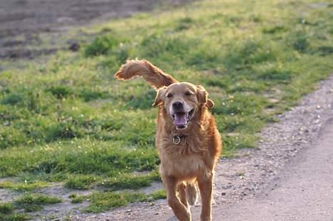 Golden retriever Rollo - Lillehunden er på vej til til den stille motorbane, hvor han kan løøøbe. d; billede 3