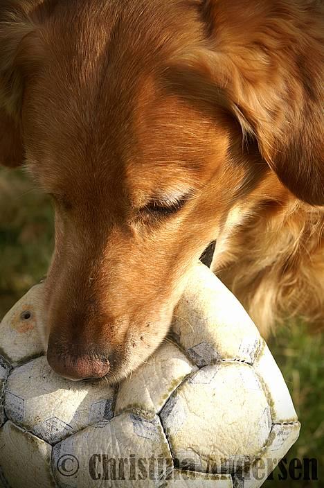 Golden retriever Rollo - Flotte hund. (: billede 4