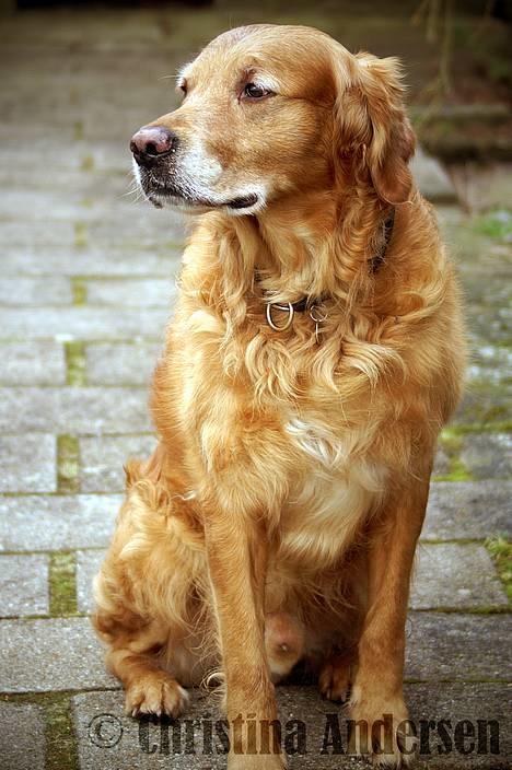 Golden retriever Rollo - Min lille modelhund. (: billede 5