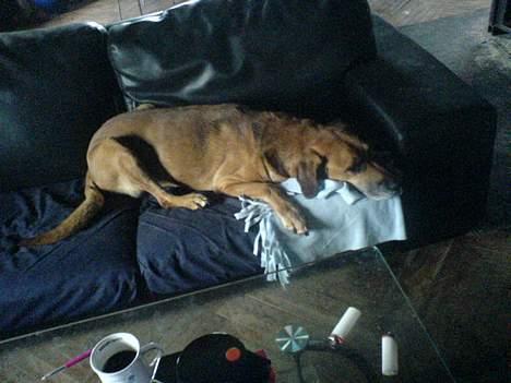 Blanding af racer Balder ****R.I.P**** billede 3