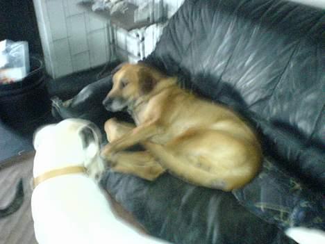 Blanding af racer Balder ****R.I.P**** billede 5