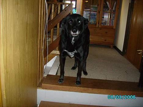 Blanding af racer Rosa sov sødt - rosa billede 1