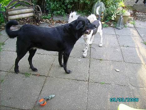 Blanding af racer Rosa sov sødt - rosa og coda billede 2