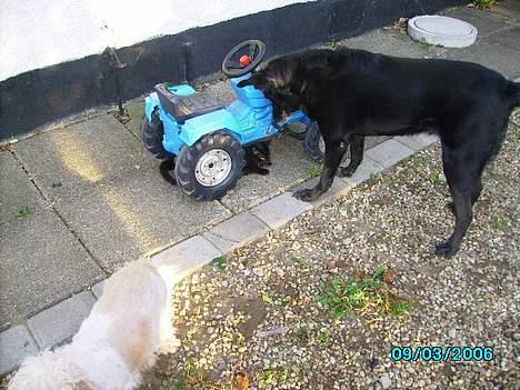 Blanding af racer Rosa sov sødt - rosa og bonsaie billede 3