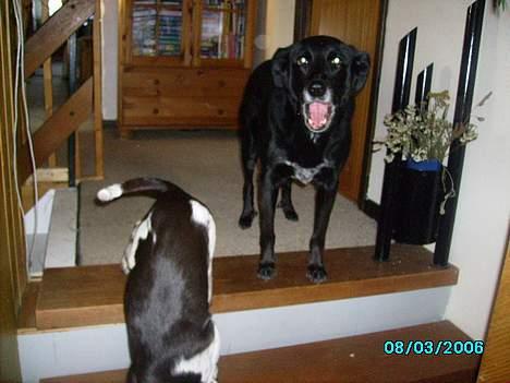 Blanding af racer Rosa sov sødt - rosa på trapperne billede 4