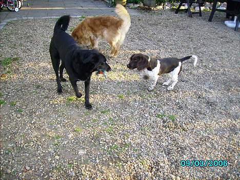 Blanding af racer Rosa sov sødt - bedste venner billede 5