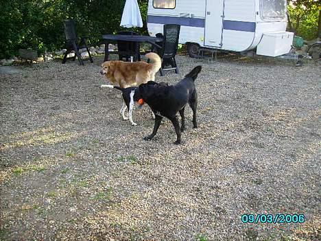 Blanding af racer Rosa sov sødt - vi savner dig billede 6