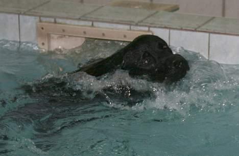 Labrador retriever Diamond - jeg elsker bare at være til svømning det er mums billede 15