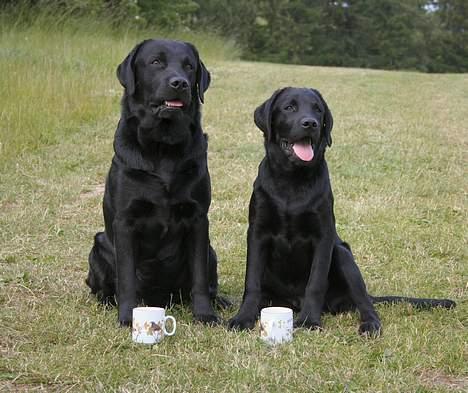 Labrador retriever Diamond - Her er jeg sammen med min far efter vi har været på markprøve billede 16