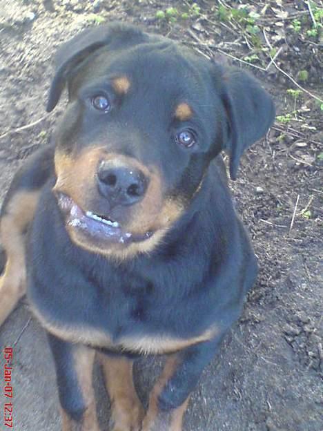 Rottweiler  Cue C´zar  billede 6