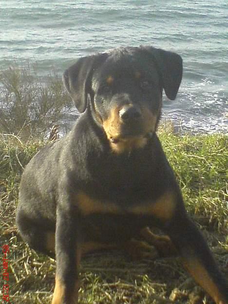 Rottweiler  Cue C´zar  billede 8