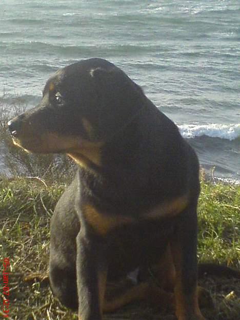 Rottweiler  Cue C´zar  billede 9