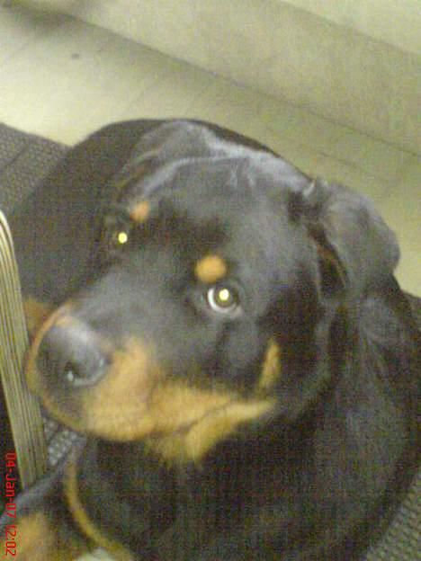 Rottweiler  Cue C´zar  billede 10