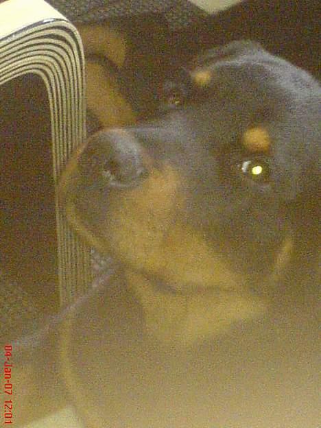 Rottweiler  Cue C´zar  billede 11