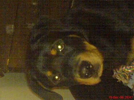Rottweiler  Cue C´zar  billede 12