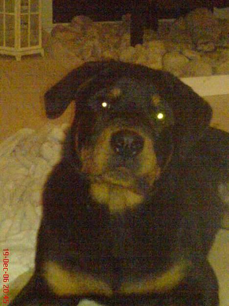 Rottweiler  Cue C´zar  billede 13