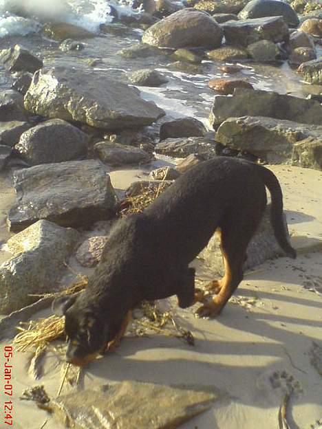 Rottweiler  Cue C´zar  billede 14