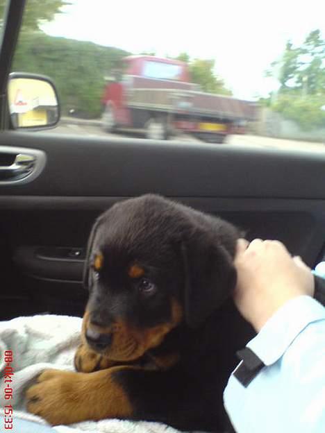 Rottweiler  Cue C´zar  billede 15