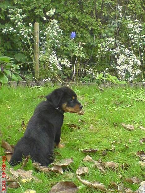 Rottweiler  Cue C´zar  billede 16