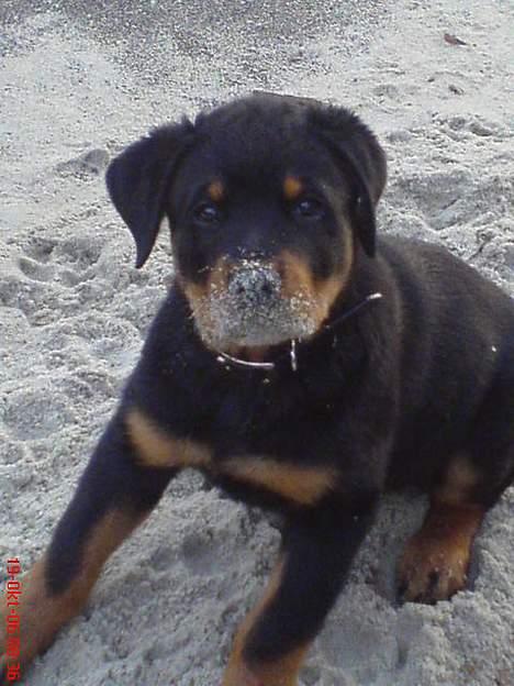 Rottweiler  Cue C´zar  billede 17