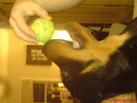 Rottweiler  Cue C´zar  billede 18