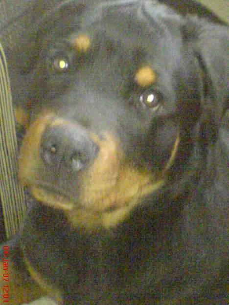 Rottweiler  Cue C´zar  billede 19