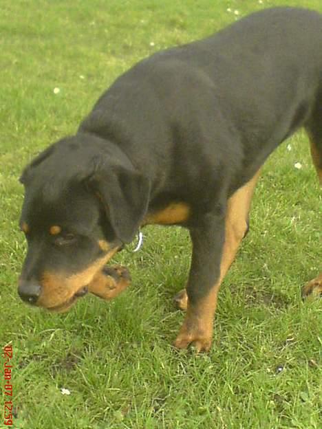 Rottweiler  Cue C´zar  billede 20