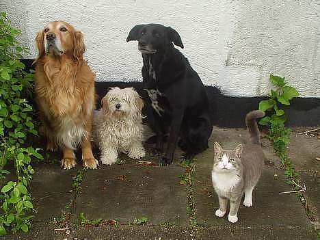 Blanding af racer Rosa sov sødt - familie portrat billede 8