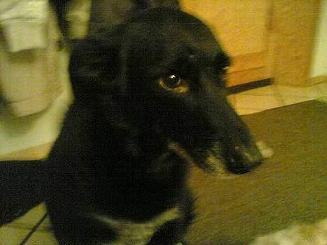 Blanding af racer Rosa sov sødt - et sidste farvel billede 10