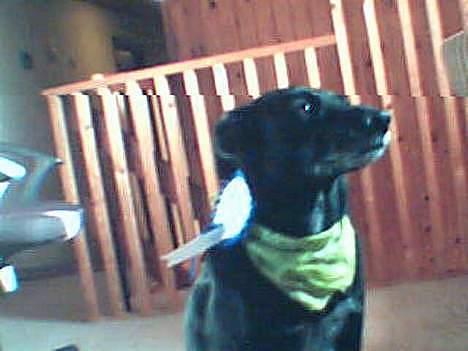 Blanding af racer Rosa sov sødt - jeg savner dig billede 11