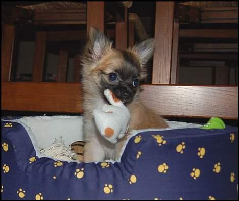 Chihuahua Nero - Legesyg som altid.. billede 3