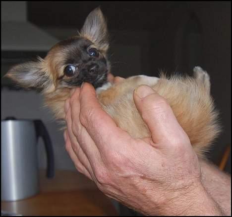 Chihuahua Nero - Jaa.. Han er rigtig lille bitte..  billede 4