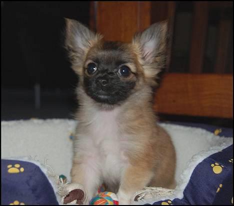 Chihuahua Nero billede 5