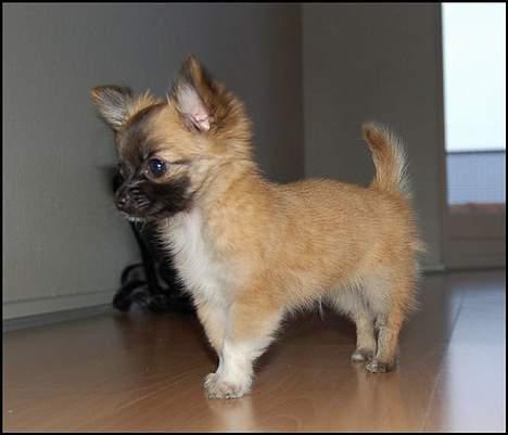 Chihuahua Nero billede 7