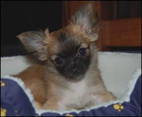 Chihuahua Nero - ...hovedet let på skrå.... billede 9