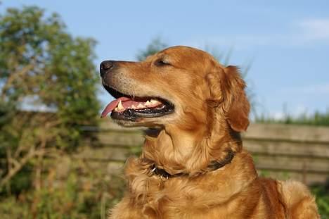 Golden retriever Rollo - Uuh, flotte kræ. xD billede 6