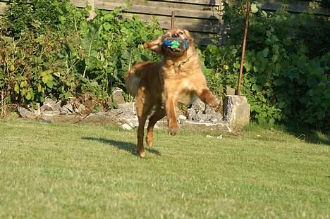 Golden retriever Rollo - "Chriistiiiina, nu kommer jeg med bolden." (: billede 7