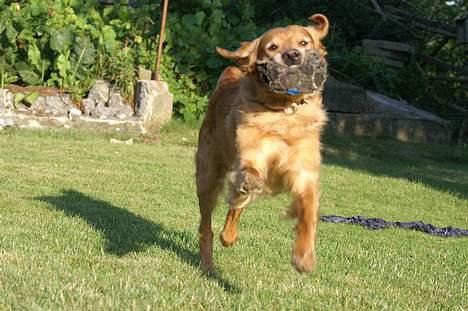 Golden retriever Rollo - "Nu er jeg halvvejs. (;" billede 8
