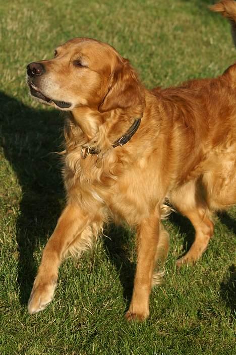 Golden retriever Rollo - Uff, det lugtede godt. (; billede 9