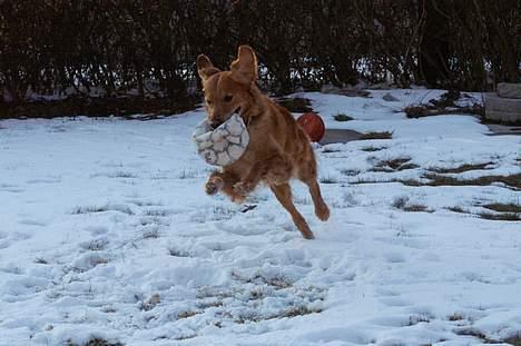 Golden retriever Rollo - "I belive I can fly!!!" Hiih. billede 10