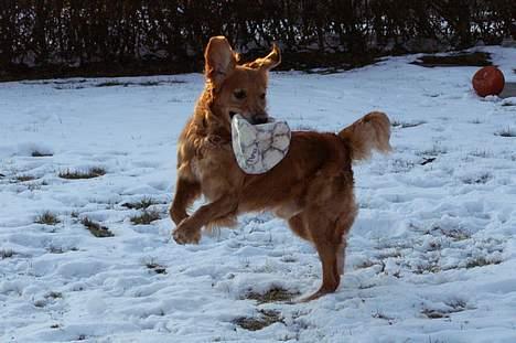 Golden retriever Rollo - "Hov, hvad var det, derovre?" Læg mærke til hans ører. (; billede 11