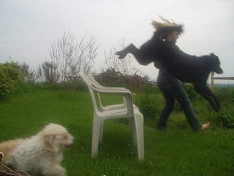 Blanding af racer Rosa sov sødt - fra de gode dage billede 12