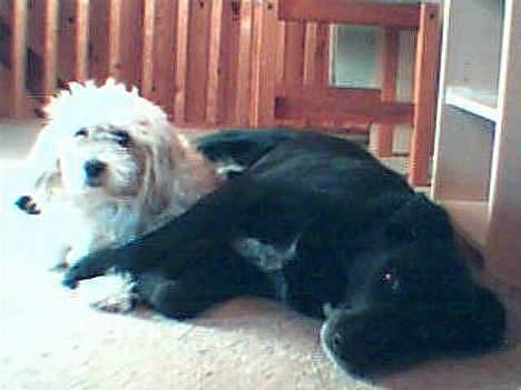 Blanding af racer Rosa sov sødt - kærlighed over for de hunde hun kendte var ikke til at misforstå billede 13