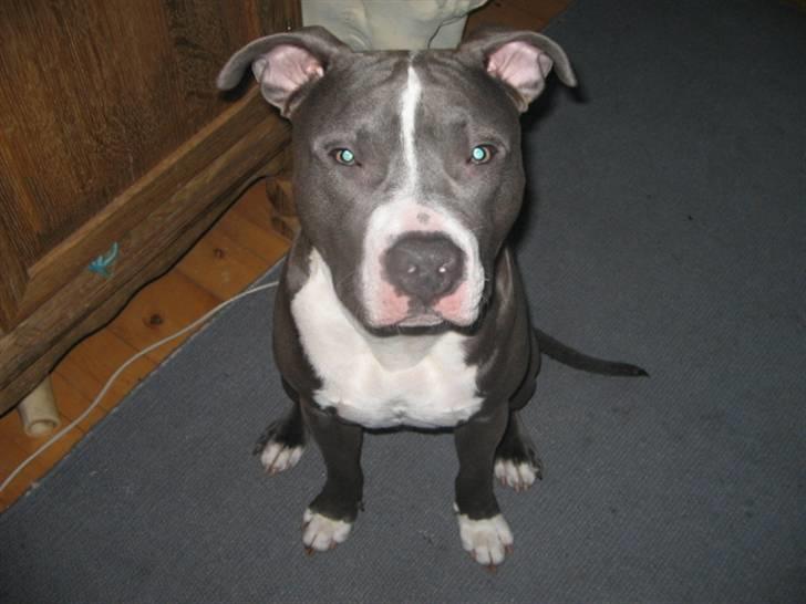 Amerikansk staffordshire terrier Tyson R.I.P billede 16